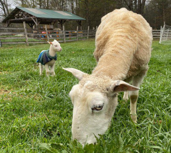 A-wrinkle-in-thyme-farm-2026