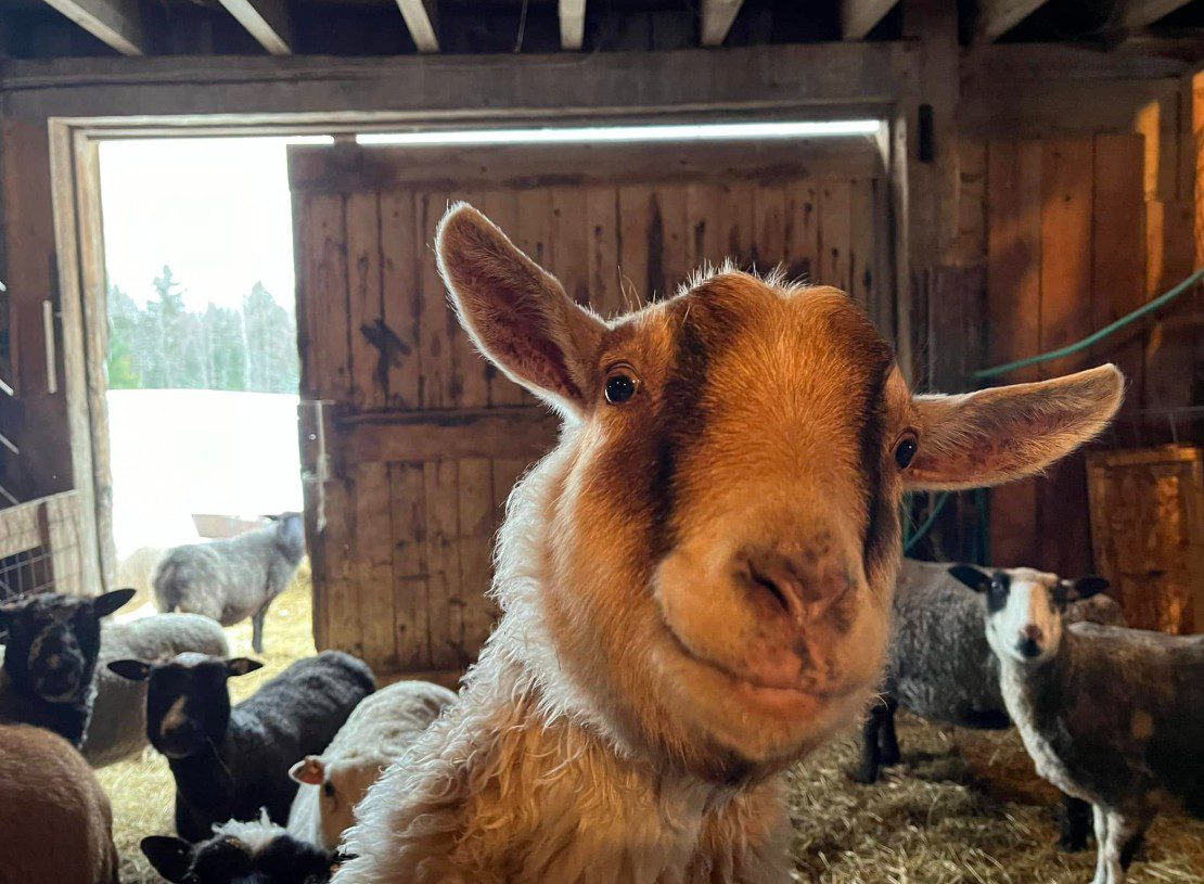 Dirigo-Hill-Farm-Maine